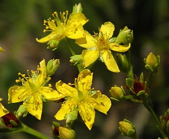 Hypericum cistifolium