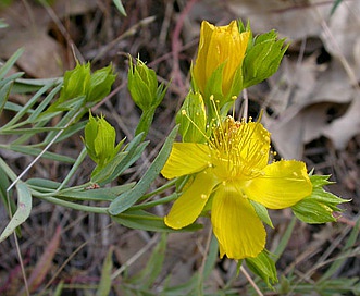 Hypericum concinnum