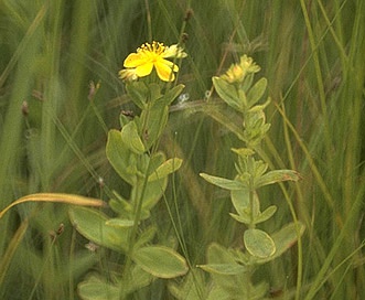 Hypericum ellipticum