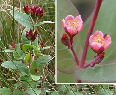 Hypericum fraseri