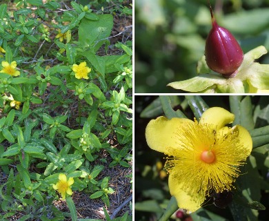 Hypericum frondosum