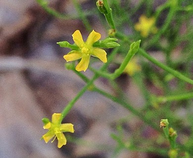 Hypericum gentianoides