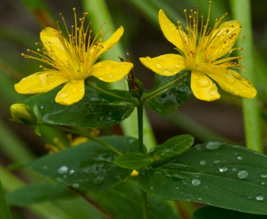 Hypericum graveolens