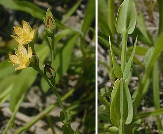 Hypericum gymnanthum