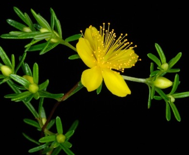 Hypericum lloydii