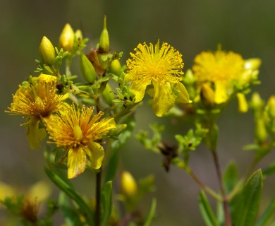 Hypericum lobocarpum