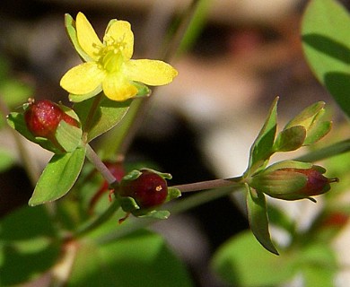 Hypericum majus