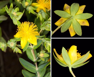 Hypericum myrtifolium