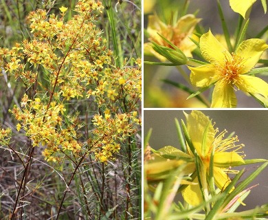 Hypericum nitidum