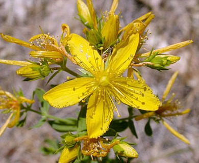 Hypericum perforatum