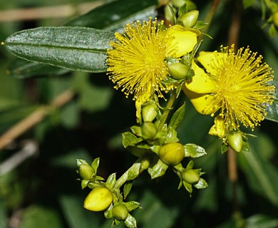 Hypericum prolificum