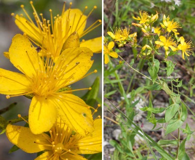 Hypericum pseudomaculatum