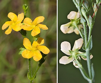 Hypericum setosum