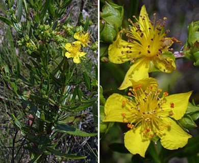 Hypericum sphaerocarpum