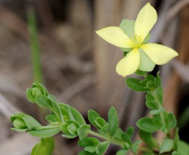 Hypericum suffruticosum