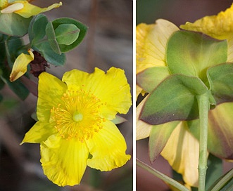 Hypericum tetrapetalum