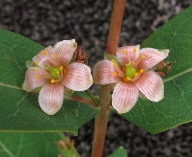 Hypericum tubulosum