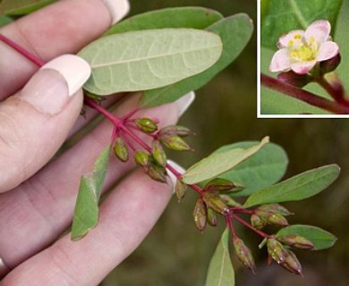 Hypericum walteri