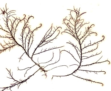 Hypnea musciformis