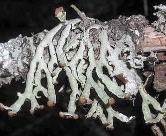 Hypogymnia apinnata