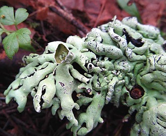 Hypogymnia enteromorpha