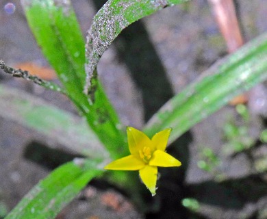 Hypoxis curtissii