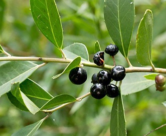 Ilex coriacea