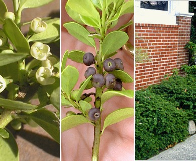 Ilex crenata