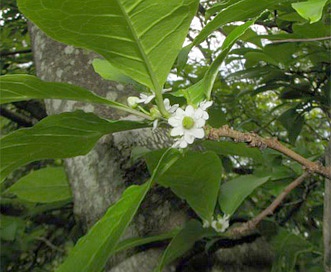 Ilex laevigata