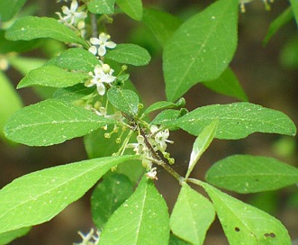 Ilex longipes