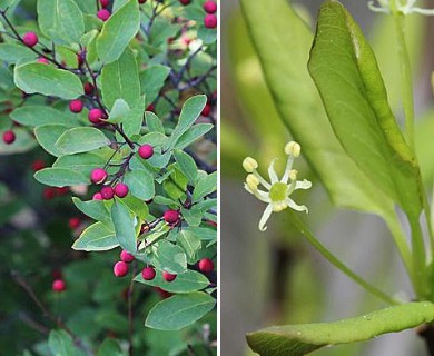 Ilex mucronata