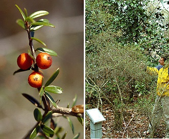 Ilex myrtifolia