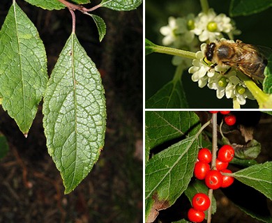 Ilex verticillata