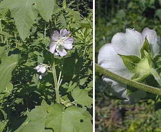 Iliamna remota