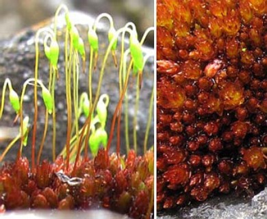 Imbribryum miniatum