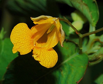 Impatiens X pacifica