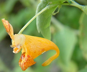 Impatiens aurella