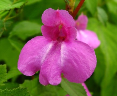 Impatiens balsamina