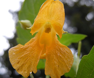 Impatiens ecornuta