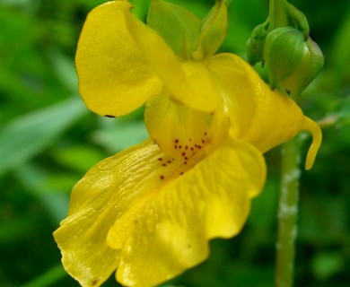 Impatiens pallida