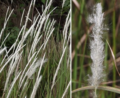 Imperata cylindrica