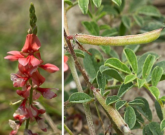 Indigofera miniata