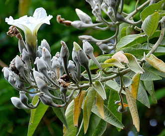 Ipomoea arborescens