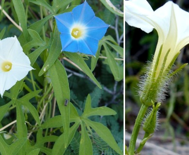 Ipomoea barbatisepala