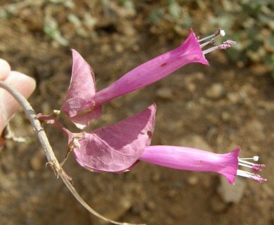 Ipomoea bracteata