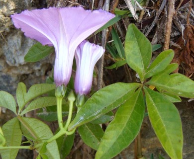 Ipomoea cairica