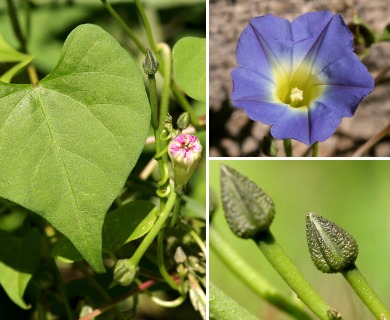 Ipomoea cardiophylla