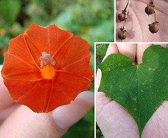 Ipomoea coccinea