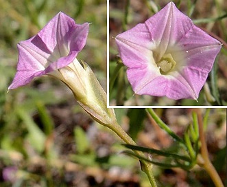 Ipomoea costellata