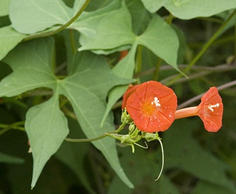 Ipomoea cristulata